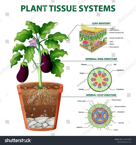 Diagram Showing Plant Tissue Systems Illustration Stock Vector (Royalty Free) 2153234597 ...