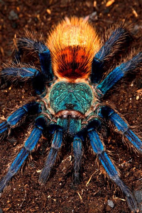 Chromatopelma cyaneopubescens green bottle blue tarantula | Spiders!!!!! | Pinterest | Spinnen ...