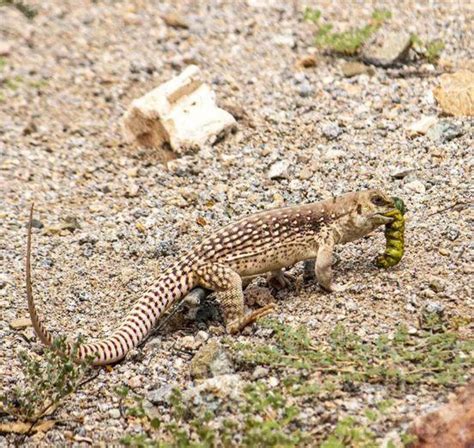 Desert Iguana – Facts, Size, Habitat, Pictures