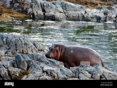 Nile hippopotamus hi-res stock photography and images - Alamy