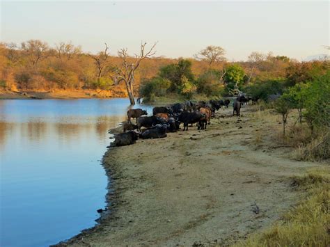 Kruger Safari in South Africa, the best safari experience in the country