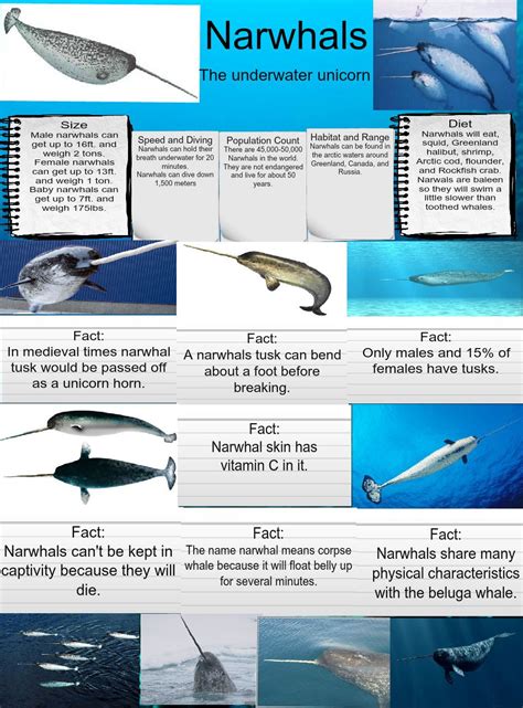 Narwhal: animals, biology, en, narwhal, science, sea, zoology | Glogster EDU - Interactive ...