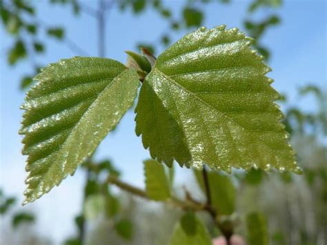 Free picture: birch, tree, leaves