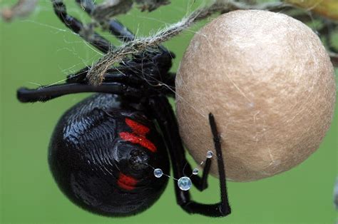 Qué significa soñar con araña capulina: Descubre el significado de este sueño intrigante ...