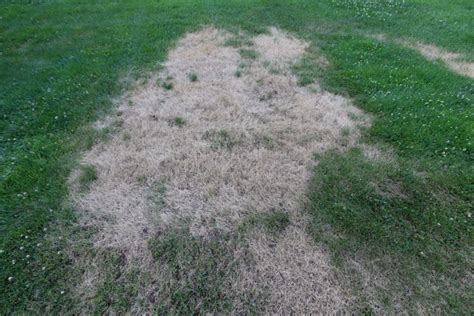 How To Repair Lawn After Chinch Bug Damage? | Obsessed Lawn