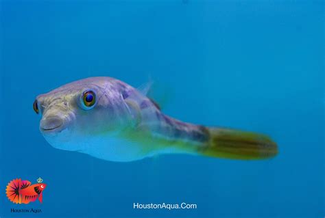 Puffer Fish – Houston Aqua