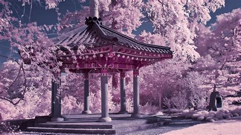 Cherry Blossom Chinese Garden (#441068) - HD Wallpaper & Backgrounds Download