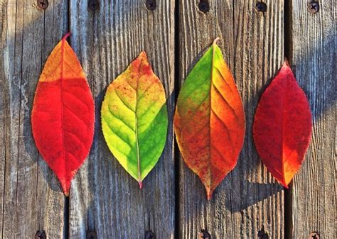 WHY DO LEAVES CHANGE COLOR? | Wiesner Bros. Nursery Inc.