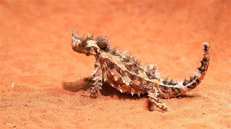 5 Critters in Uluru Kata Tjuta National Park | Ayers Rock Resort