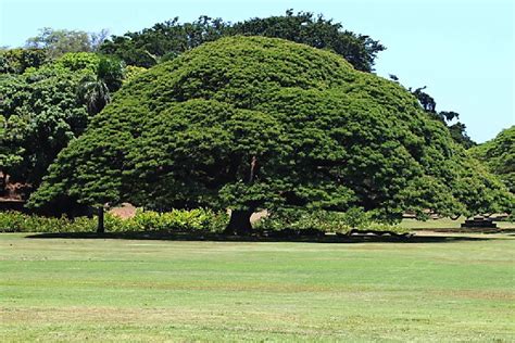 the Monkey Pod Tree, Moanalua Gardens, Hawaii by Mona Ohya on YouPic