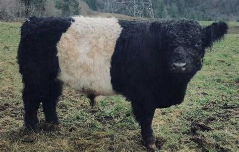 Western Belted Galloway Association - breeders dedicated to belted galloway cattle