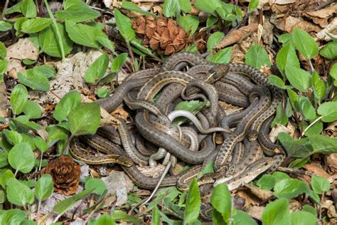 Jeff Mitton: Mating ball of garter snakes caught on campus – Boulder ...