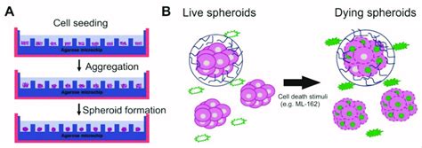 Principles of three-dimensional cell death assay (3DELTA). (A)... | Download Scientific Diagram