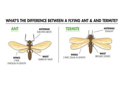 Dictyoptera and Isoptera