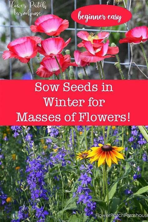 14 best seeds for fall sowing – Artofit
