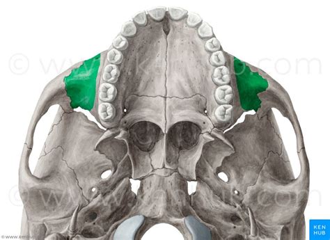 Processus zygomaticus maxillae | Schädel anatomie, Anatomie, Knochen