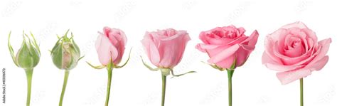 Blooming stages of rose flower on white background Stock Photo | Adobe Stock