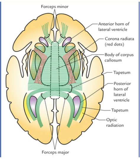 Corpus Callosum Anatomy - Anatomy Drawing Diagram C06