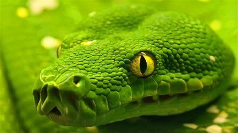 Green Emerald Boa Snake 1920 x 1080 HDTV 1080p Wallpaper