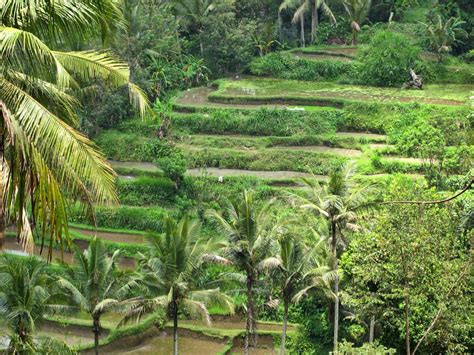 Ubud Rice Terraces, Indonesia | Les Voyageurs