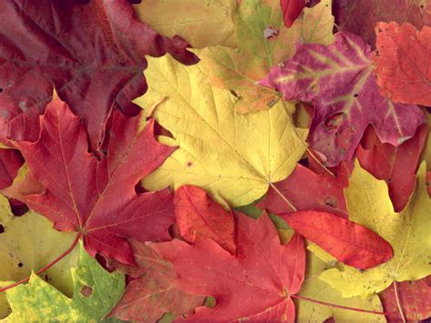 Tuesday Poem: Autumn Haiku