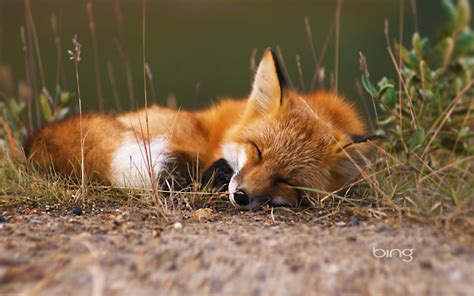 Le renard dort-2013 Bing fonds d'écran-1680x1050 Téléchargement | 10wallpaper.com