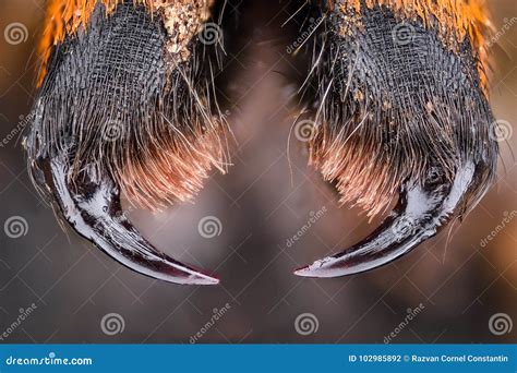 Extreme Magnification - Fly Compound Eye At Microscope, 50x Magnification Stock Image ...