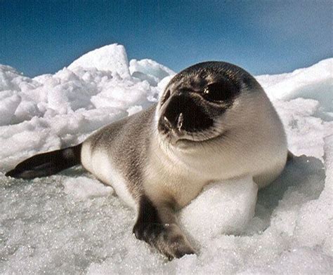 Hooded seal - Alchetron, The Free Social Encyclopedia