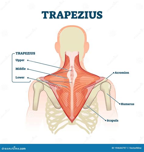 Músculo Trapézio Marcado Com Anatomia Médica Esquema De Ilustração ...