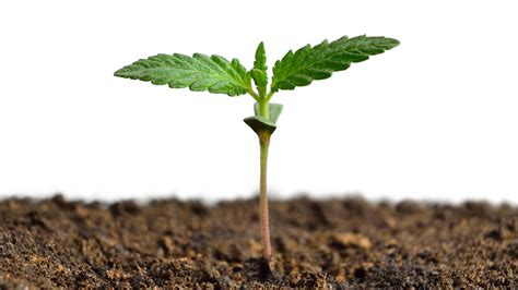 How to Germinate Marijuana Seeds - DripWorks