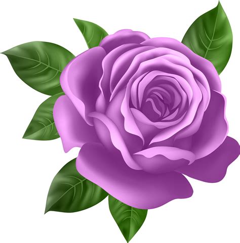 Purple Rose Transparent Png Clip Art Image Rose Clipart Rose | The Best Porn Website