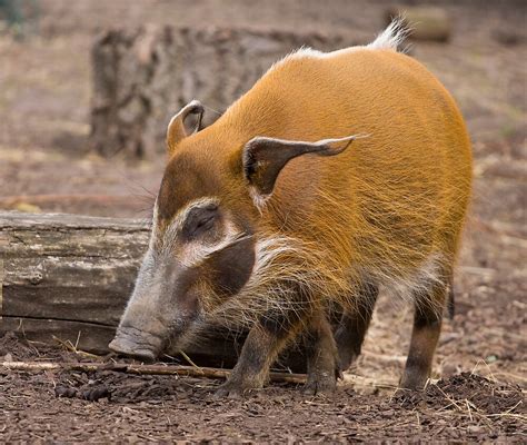 "Red River Hog" by Michael Hadfield | Redbubble