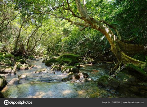 Jungle Iriomote Island Stock Photo by ©makieni777 271552780