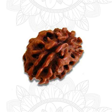 Buy 2 Mukhi Rudraksha Original Beads - Rudra Jyoothi