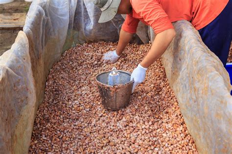 The process of fermenting fresh cocoa beans to make chocolate 3187515 ...