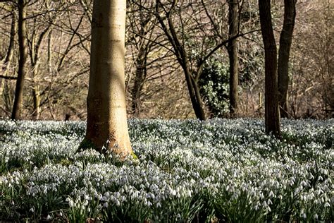 Snowdrop gardens to visit this February - The English Garden