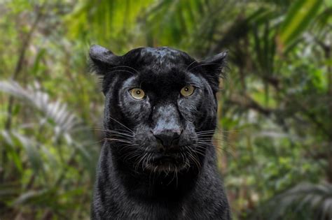 Photographer spots rare black leopard on safari in India