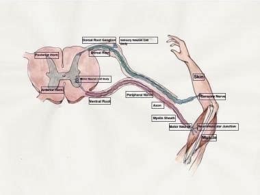 Top 18 the peripheral nervous system consists of 2022