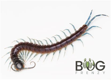 Northern Blue-Legged centipede (Rhysida nuda) - Bug Frenzy