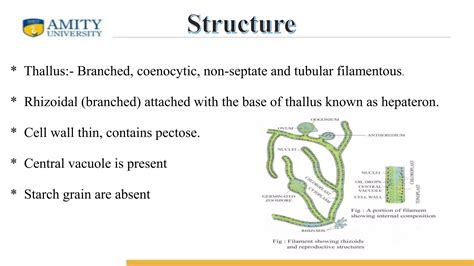 life cycle of vaucheria | PPT