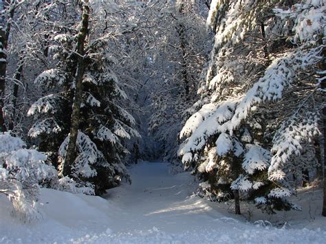 Stopping by Woods on a Snowy Evening | Snowy landscape, Snowy woods aesthetic, Snowy woods