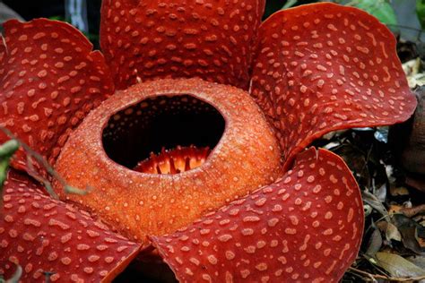 Naughty by Nature: The Most Disgusting and Deadly Flowers | Live Science