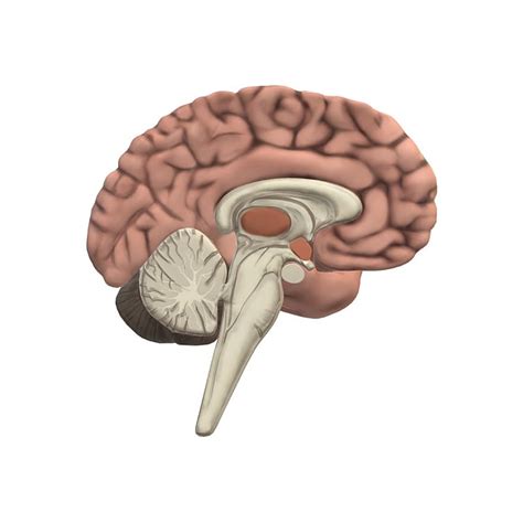 Brain, Human Brain, Brain Icon, Science, Study, Studying The Brain, Neurology, Brain Diagram ...
