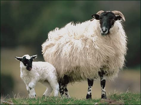 Critter Sitter's Blog: Sheep - Photos