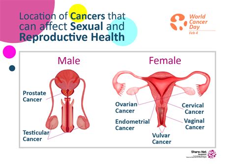 Cancers that can affect your Sexual and Reproductive Health - Share-Net ...