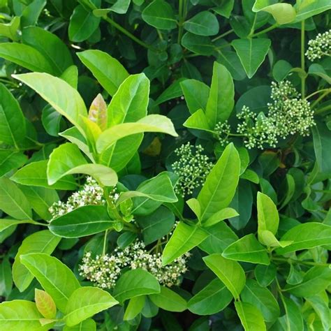 Viburnum Odoratissimum - Sweet Viburnum is a fast growing evergreen, excellent used as a hedge ...