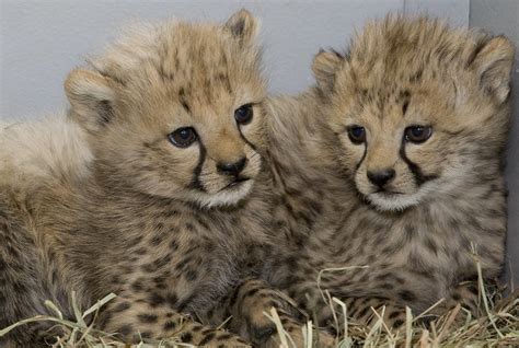 Smithsonian's National Zoo's Cheetah Cubs are Thriving | Flickr