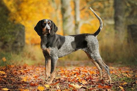 Explore the Majestic Bluetick Coonhound