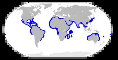 Where do Hammerhead Sharks live?