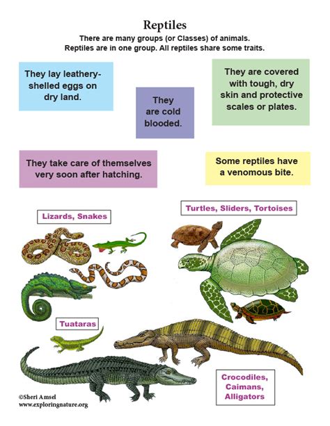 Class - Reptiles (Grade K-3)